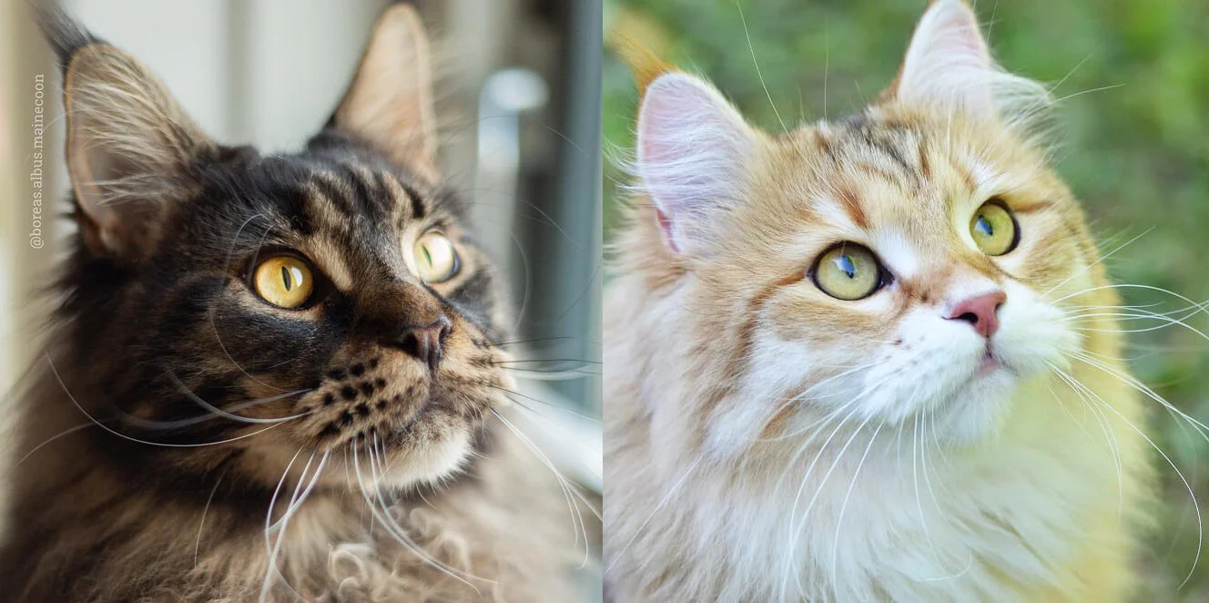 Maine Coon Vs Siberien The Little Carnivore