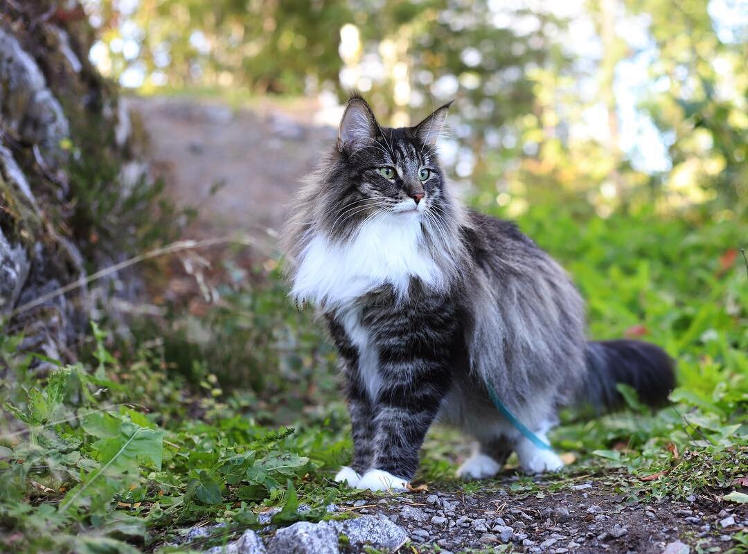 Maine Coon Vs Norwegian Forest Cat The Little Carnivore