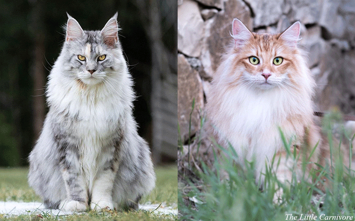 Maine Coon vs Norwegian Forest cat — The Little Carnivore