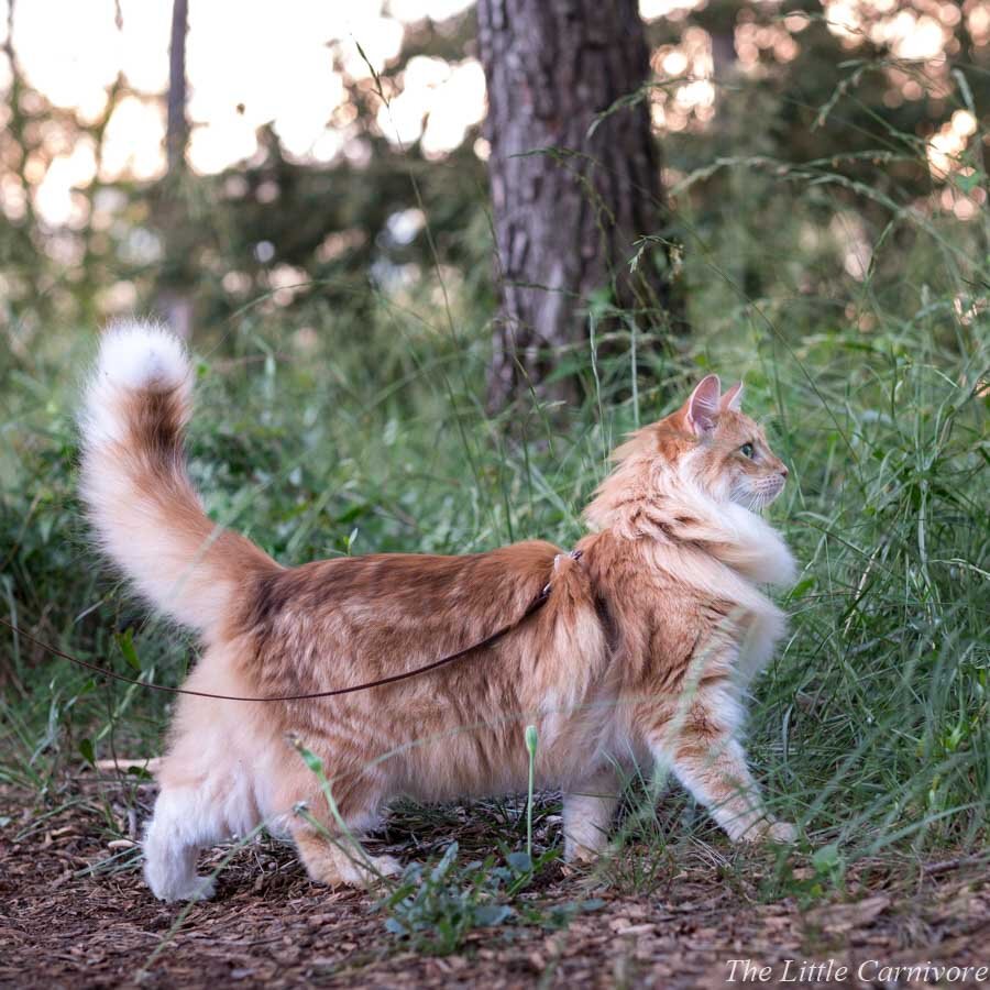Maine Coon vs Norwegian Forest cat — The Little Carnivore