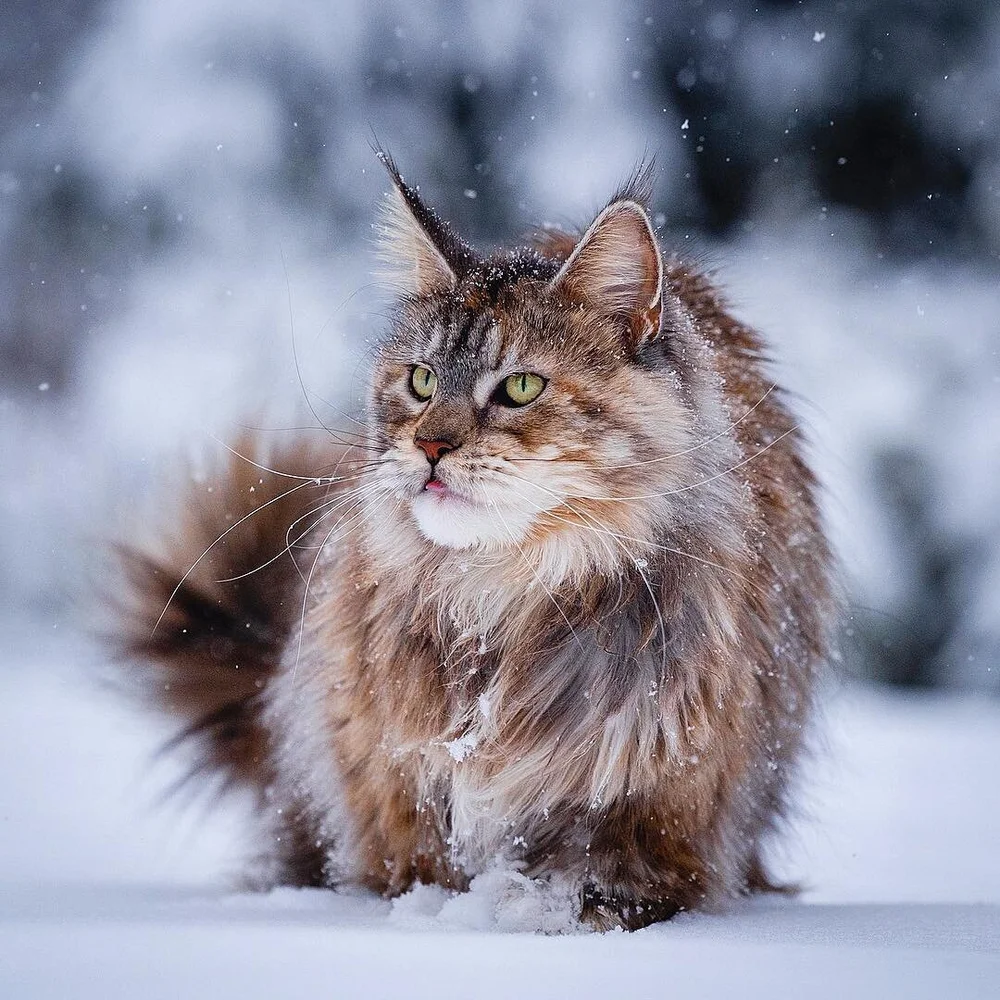Maine Coon Vs Norwegian Forest Cat The Little Carnivore Maine Coon Vs Norwegian Forest Cat The Little Carnivore