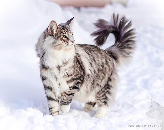 images of norwegian forest cats