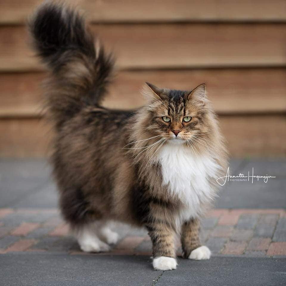 siberian long hair cat