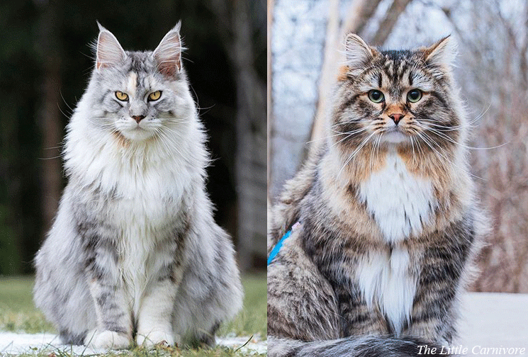 large siberian cat