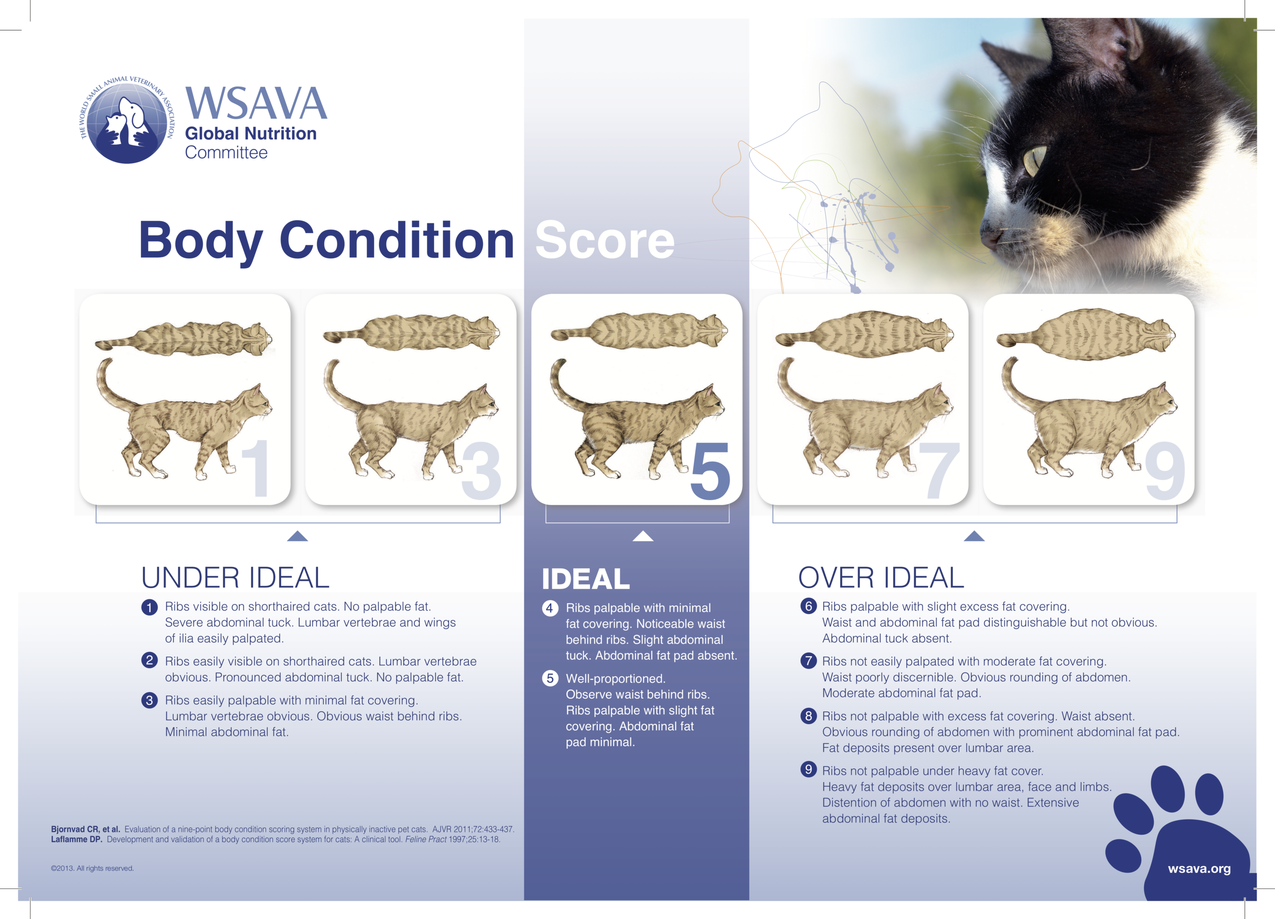 Is my cat overweight? 5 Ways to make sure your cat is a healthy weight