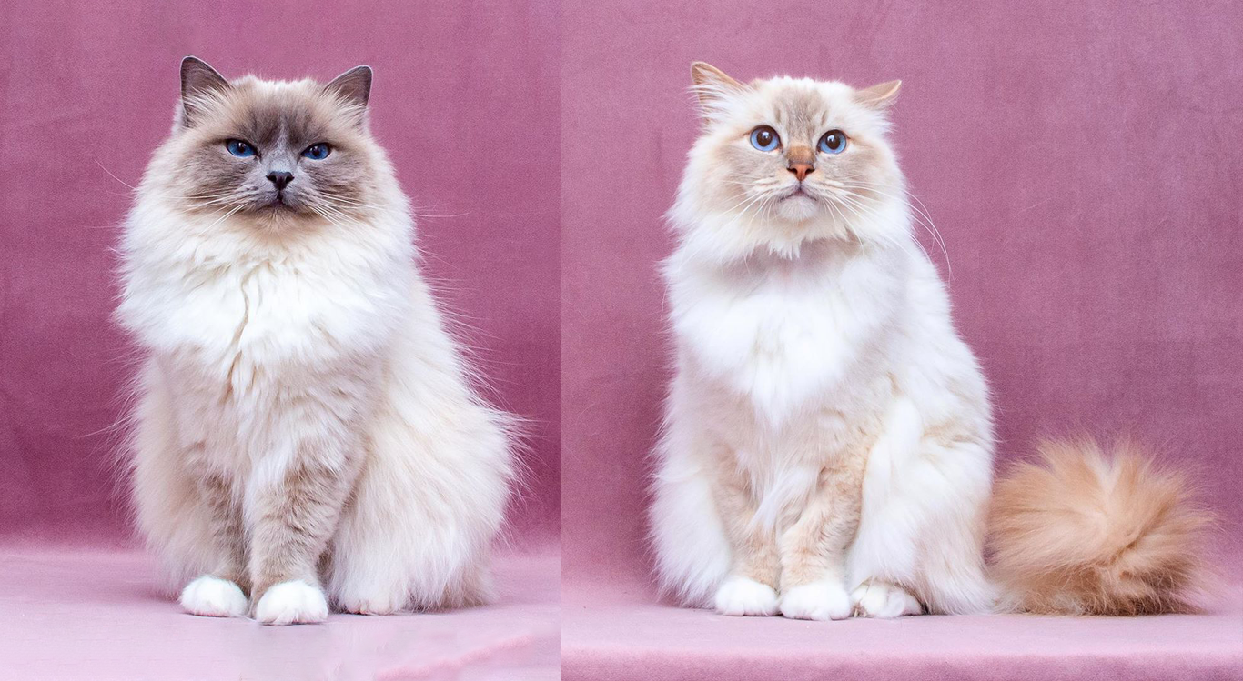 Blue Point Birman