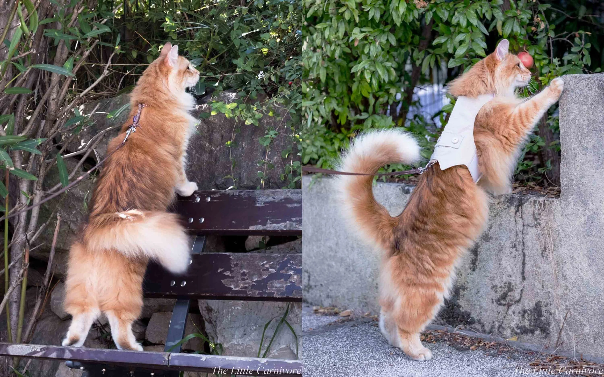 Comment Apprendre A Son Chat A Marcher En Laisse The Little Carnivore