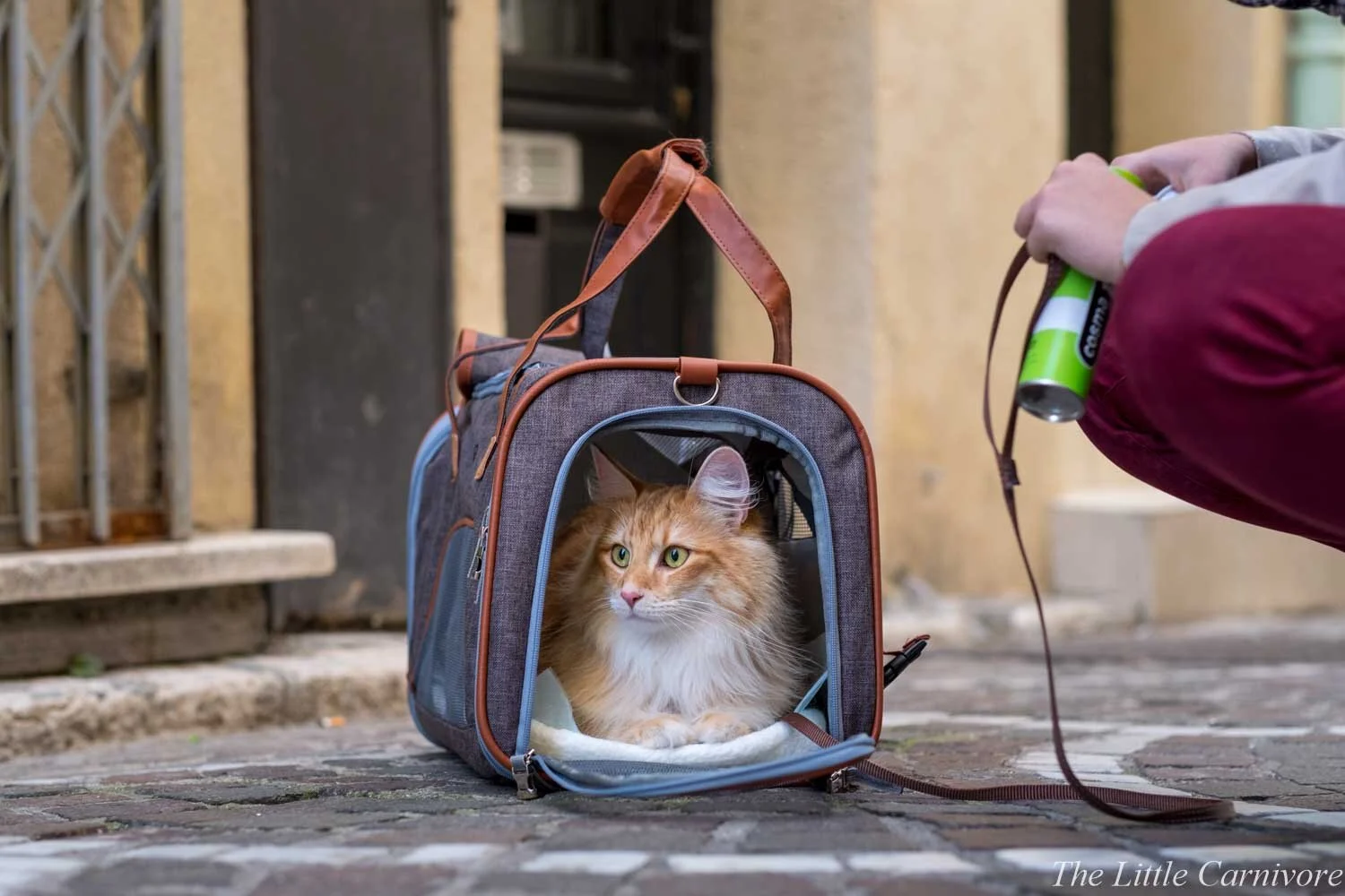 Comment Apprendre A Son Chat A Marcher En Laisse The Little Carnivore