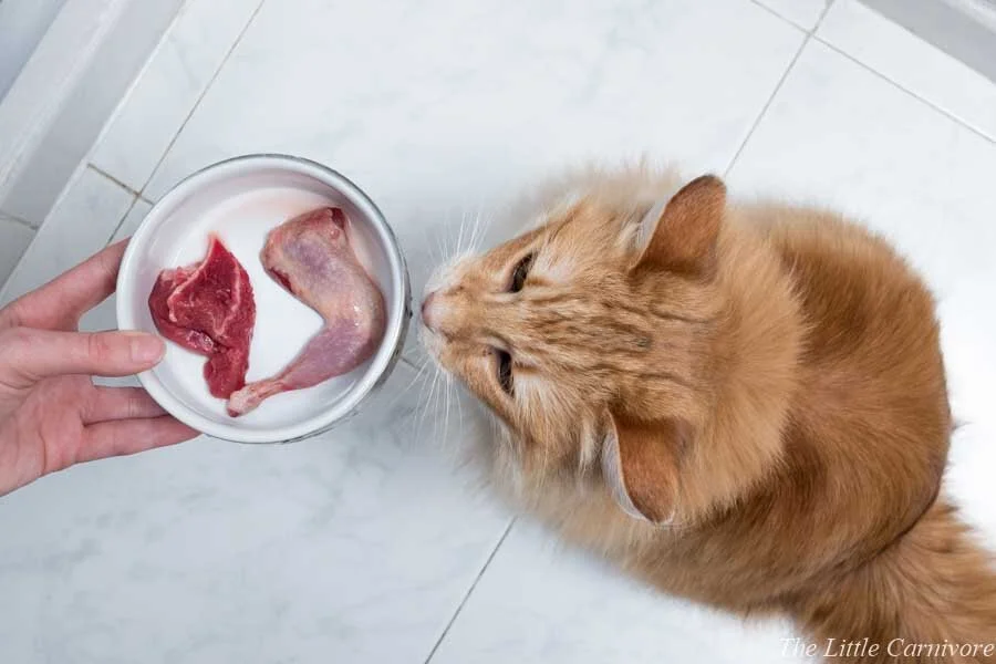 Les Os Charnus Dans L Alimentation Crue The Little Carnivore