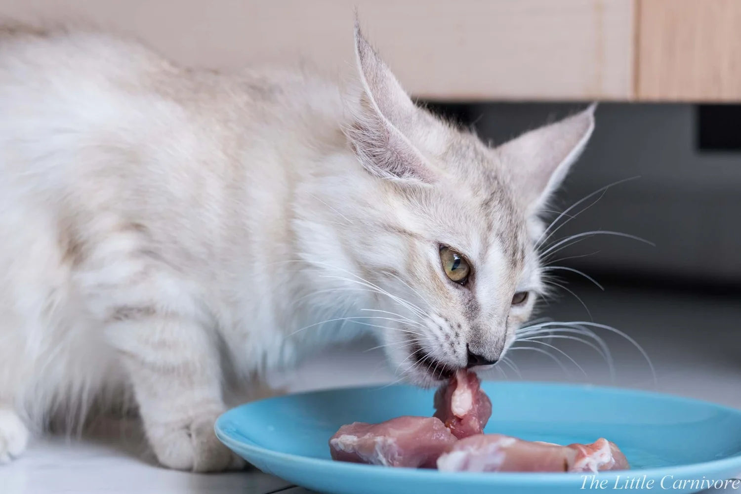 Quelle Quantite De Nourriture Lorsque Vous Commencez Le Cru The Little Carnivore Quelle Quantite De Nourriture Lorsque Vous Commencez Le Cru The Little Carnivore