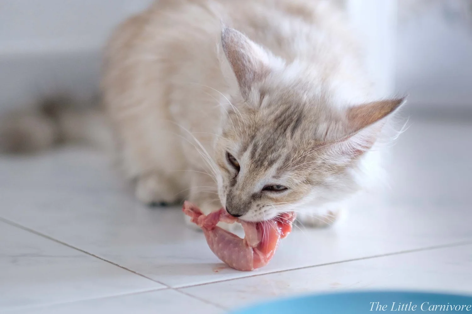 Comment Commencer Le Cru Avec Votre Chat The Little Carnivore Comment Commencer Le Cru Avec Votre Chat The Little Carnivore
