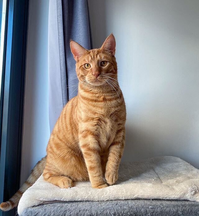 Just learned the color of my cat is called buff!!!! : r/cats