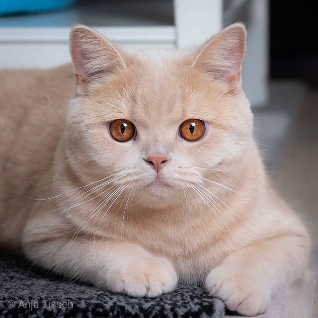 Les Robes Du Chat Quelle Est La Couleur De Mon Chat The Little Carnivore