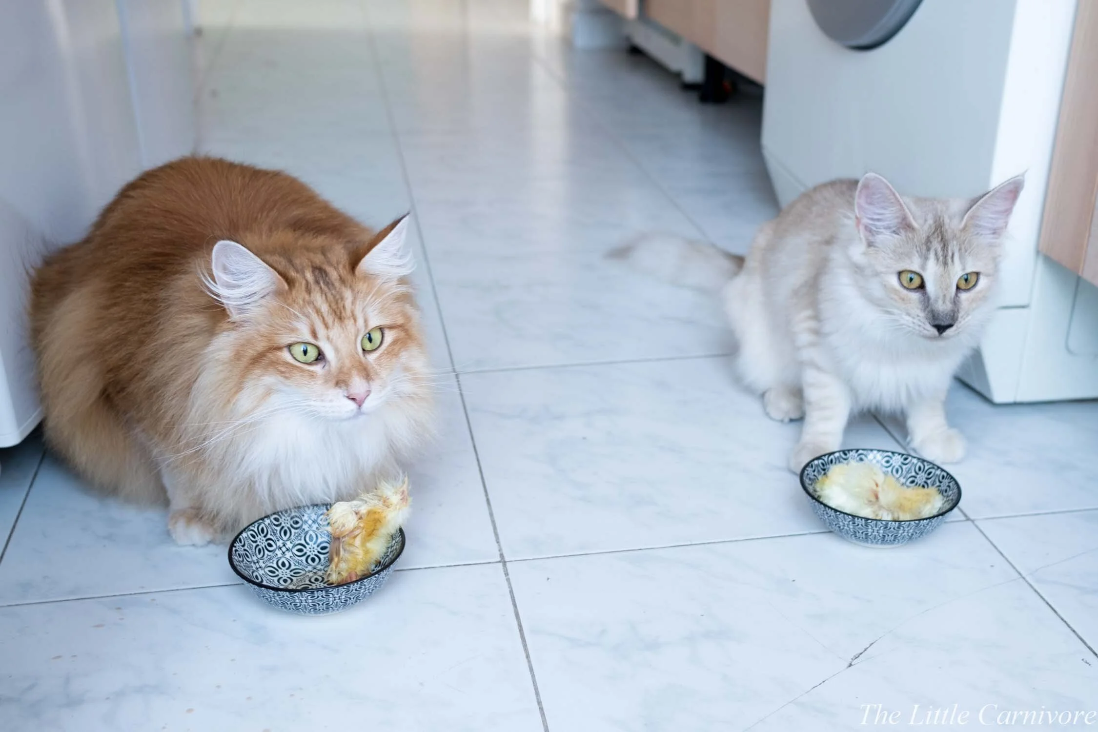 Qu Est Ce Que Le Whole Prey The Little Carnivore