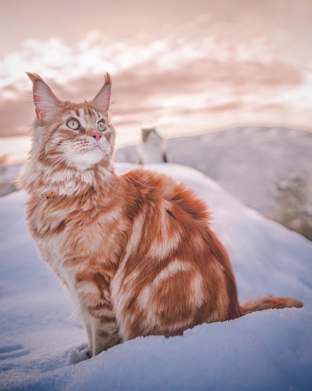 efterklang sammenhængende Sindsro Cat coat: torties, red cats and genetics — The Little Carnivore