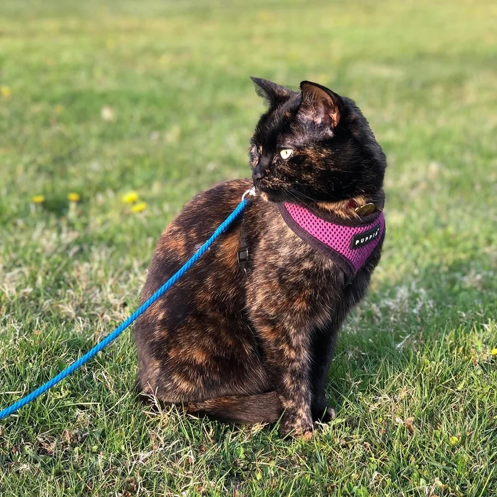 Ecaille De Tortue Chats Roux Et Genetique The Little Carnivore