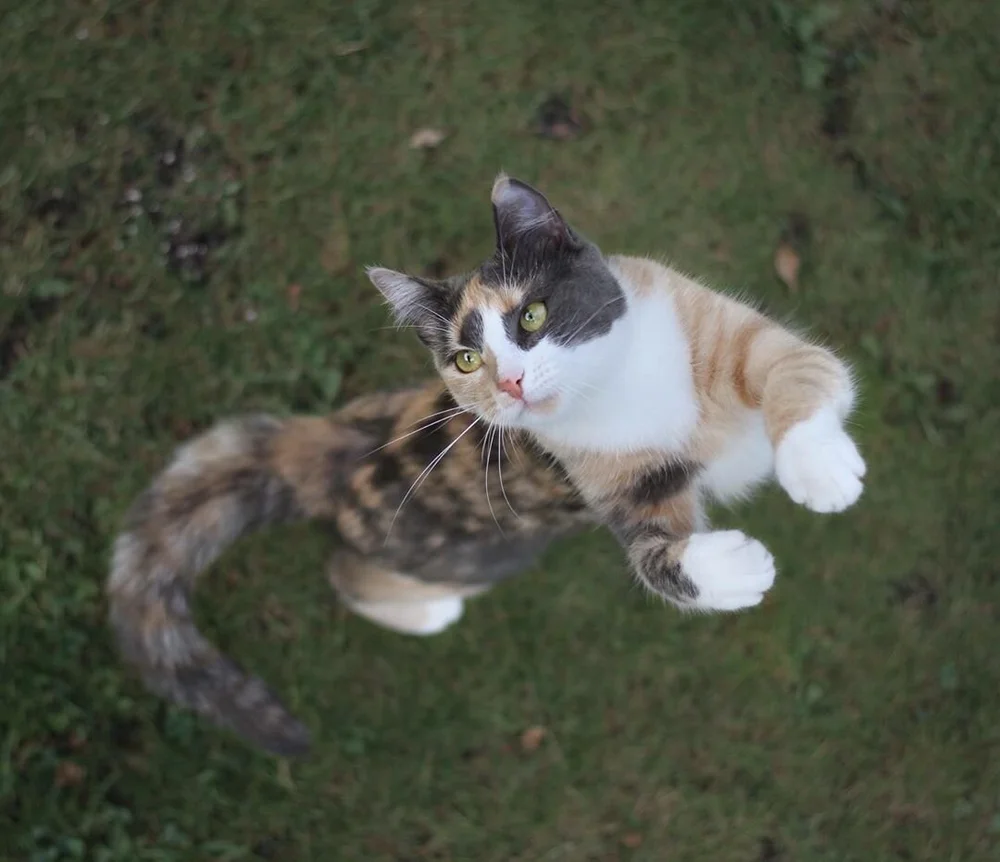 Ecaille De Tortue Chats Roux Et Genetique The Little Carnivore