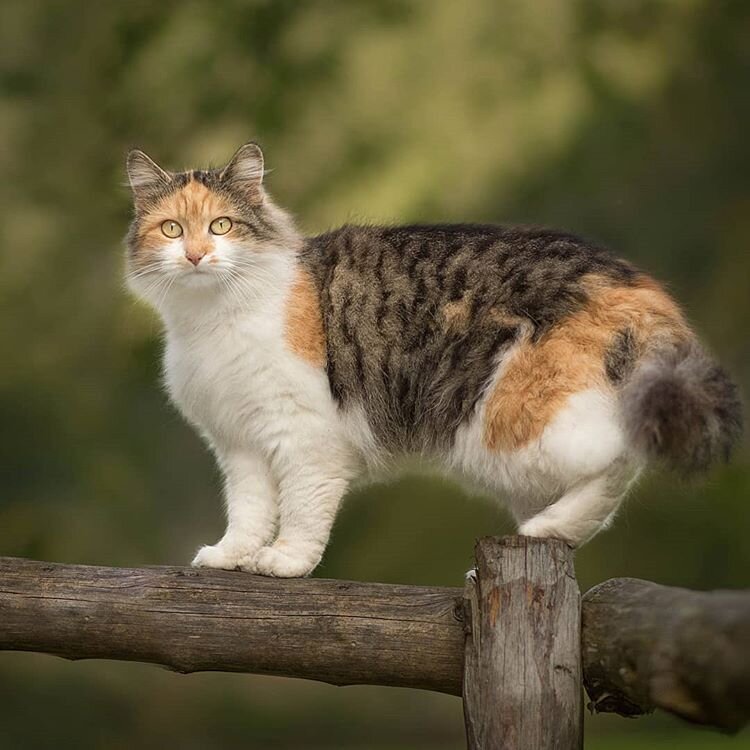 Ecaille De Tortue Chats Roux Et Genetique The Little Carnivore