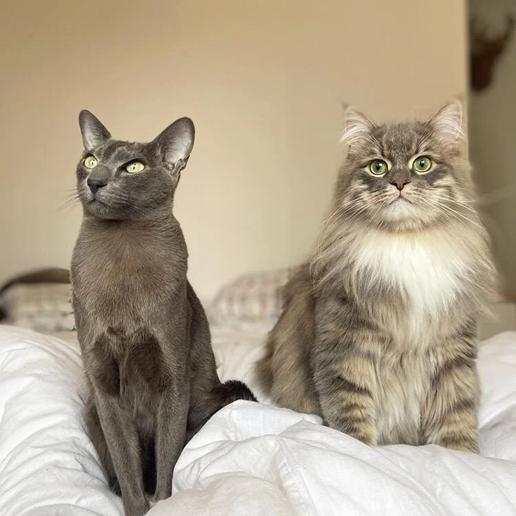 Cat Coat Tabby And Genetics The Little Carnivore