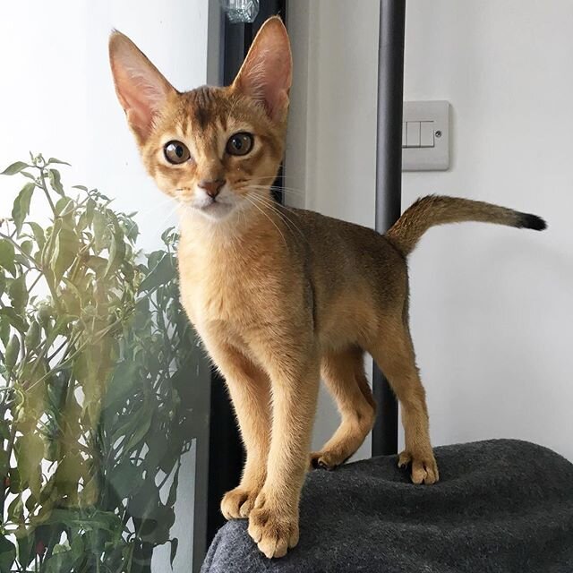 Les Chats Tabby Motifs Et Genetique The Little Carnivore