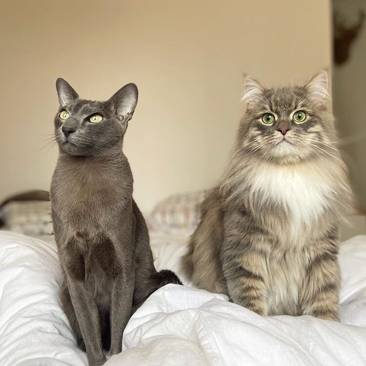 À gauche un blue solid et à droite un blue mackerel tabby de @loki.mojo