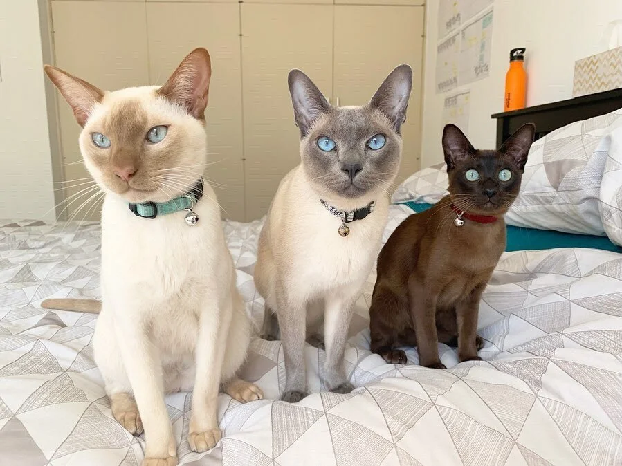 Cat coat: Siamese, point coloration, and albino cats! — The Little ...