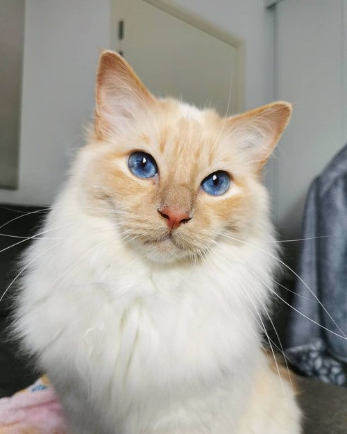 Cat coat: Siamese, point coloration, and albino cats! — The Little ...
