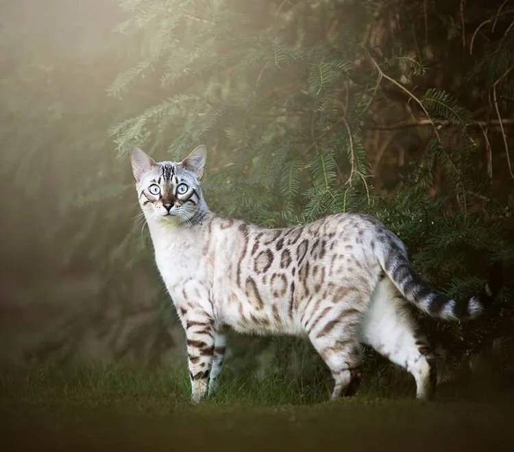 Chat Siamois Patron Acromelanique Et Albinos The Little Carnivore