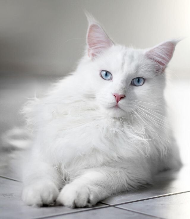 Cat Coat: White Cats And White Spotting — The Little Carnivore