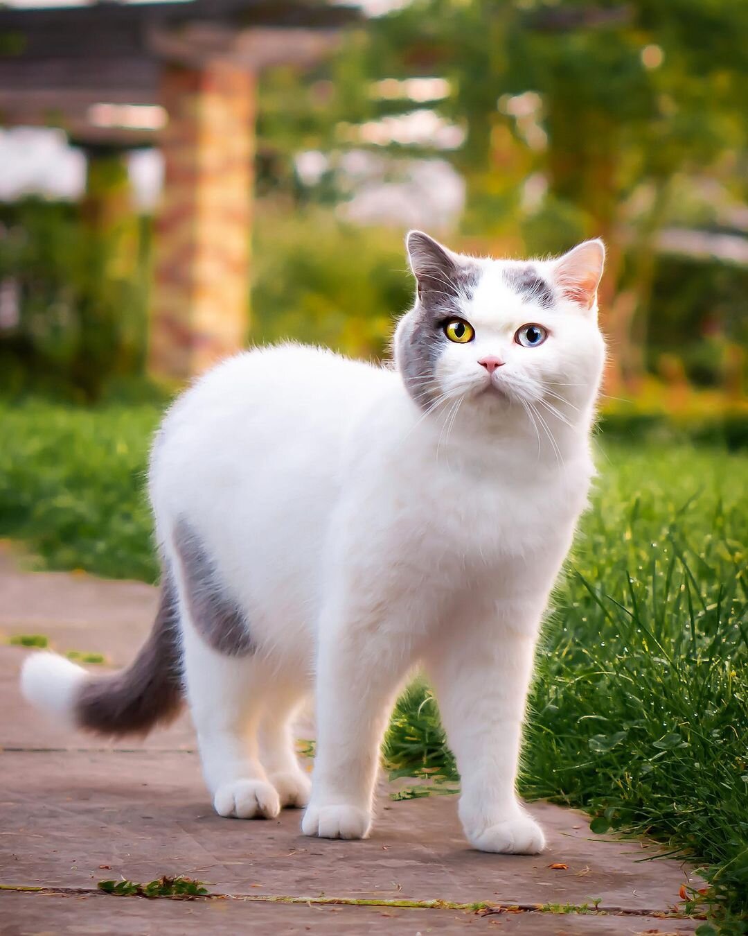 Cat Coat: White Cats And White Spotting â€” The Little Carnivore