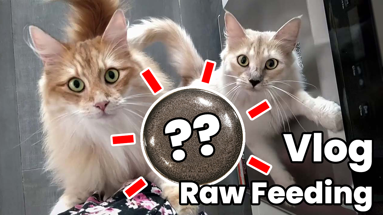 Une journée dans l’assiette de mes chats !