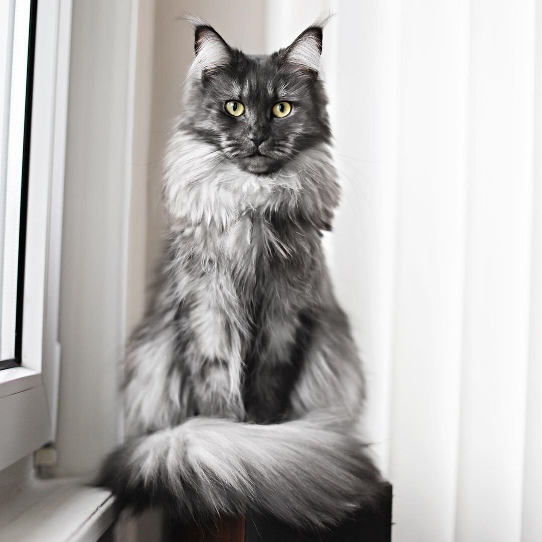 Cat coat: silver and smoke cats — The Little Carnivore