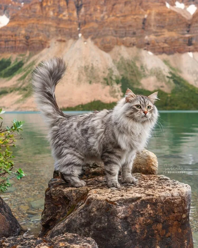 Silver Tabby Short Hair Gray Tabby Grey Whiskers Cat Portrait Gray