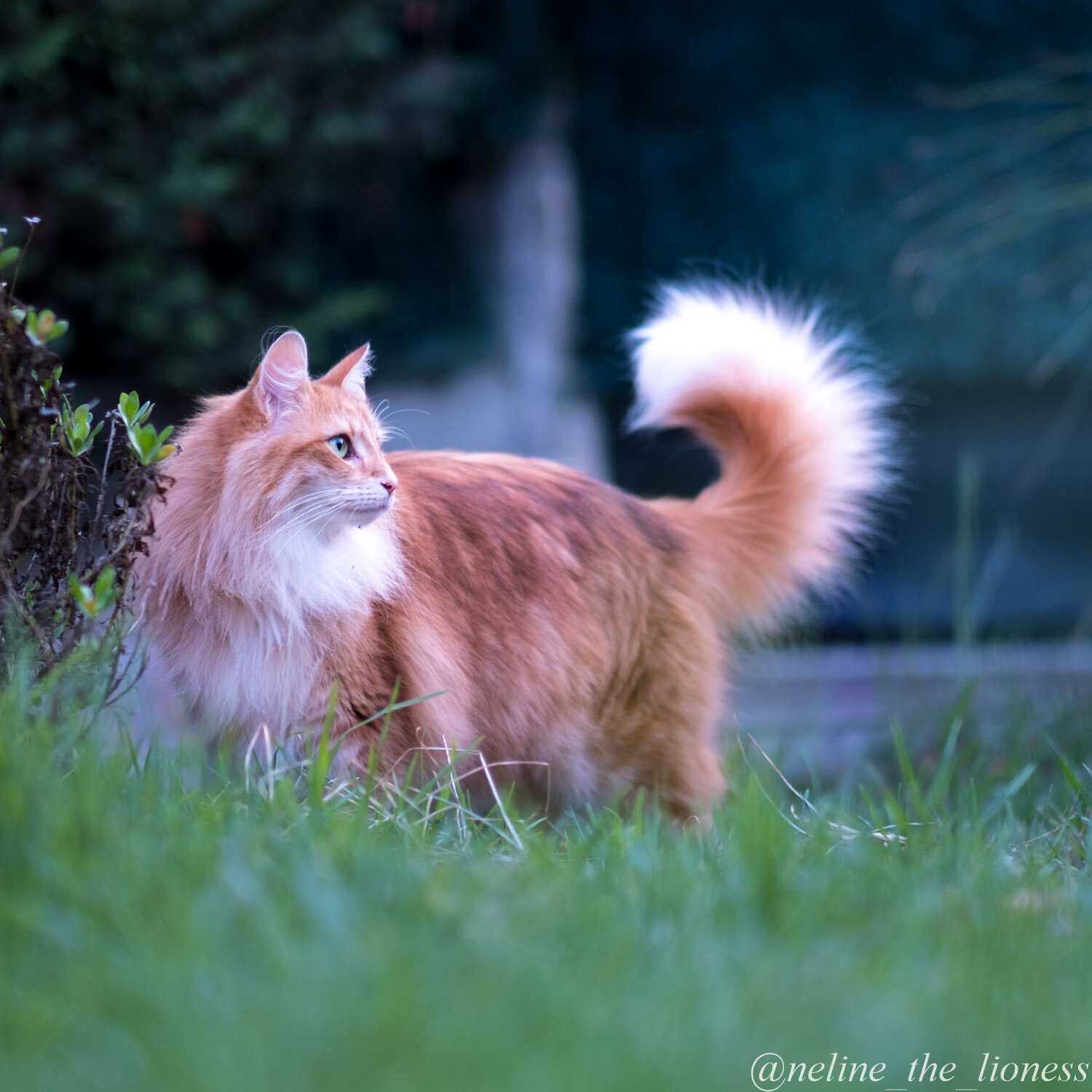 Ultimate Guide to Common Cat Breeds, Different Cats