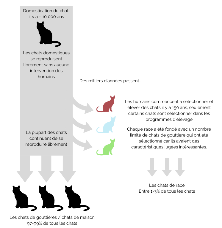 Comment Réussir La Reproduction De Chats De Races – WHKRQ