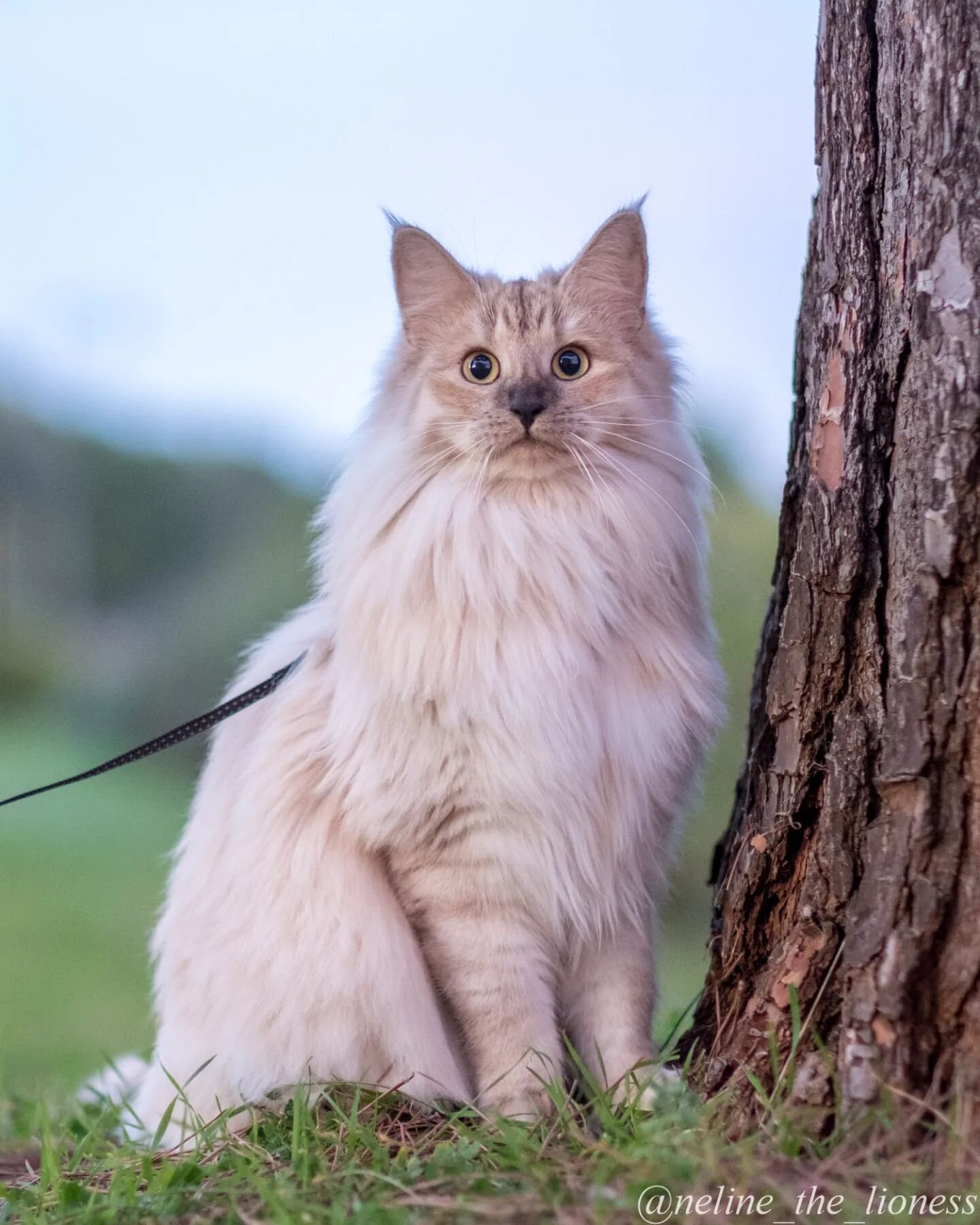 🇬🇧 🎥 New video on YouTube!
🐈 I show you 15 tricks you can teach to your cat!

🇫🇷 🎥 Nouvelle vid&eacute;o sur Youtube ! 
🐈 Je vous montre 15 tours que vous pouvez apprendre &agrave; votre chat !

Praline, 2019

#nelinethelioness #ambercat #nor