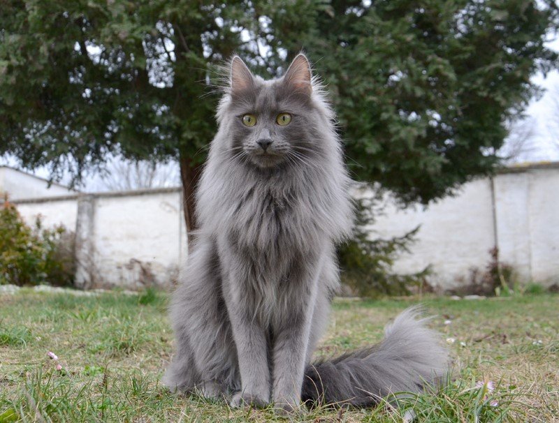 sirin angora christine masser 6.jpg