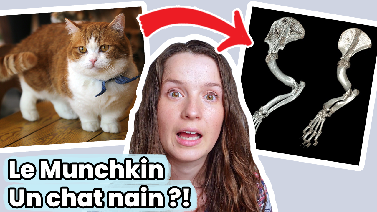 Le Munchkin : une race de chat nain ! Ont-ils des problèmes de santé ? —  The Little Carnivore