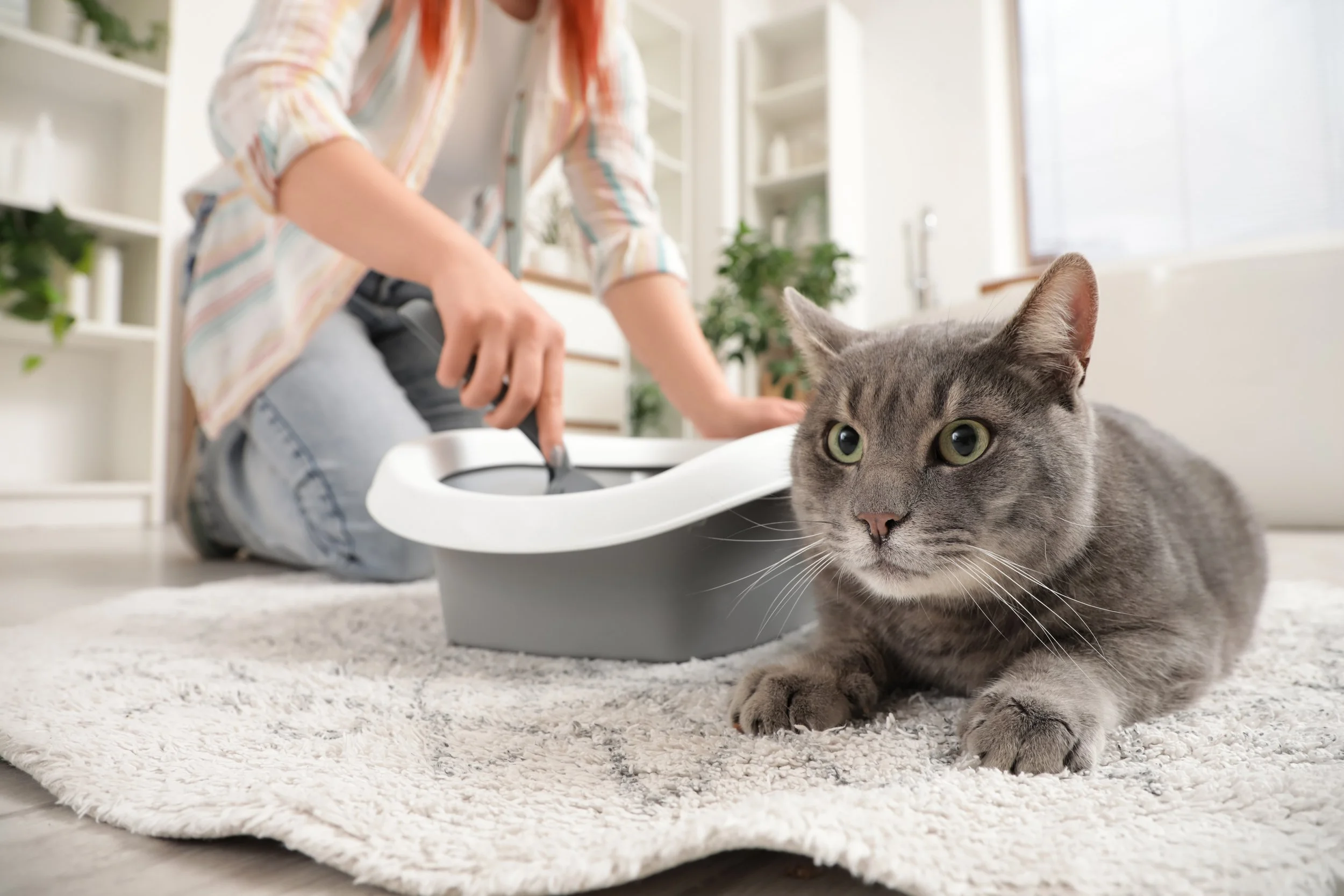Toxoplasmosis, cats and pregnant women: what you need to know