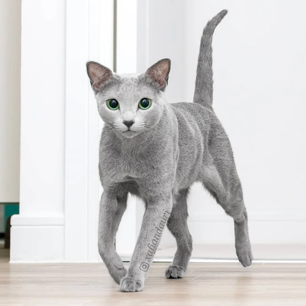 Bleu Russe vs Chartreux — The Little Carnivore — free download