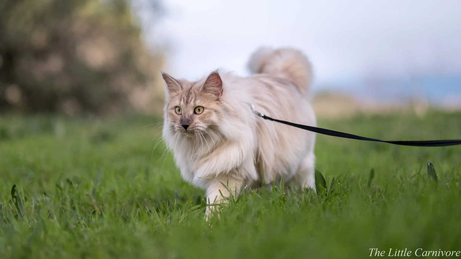 Cat Coat Colors & — The Little Carnivore