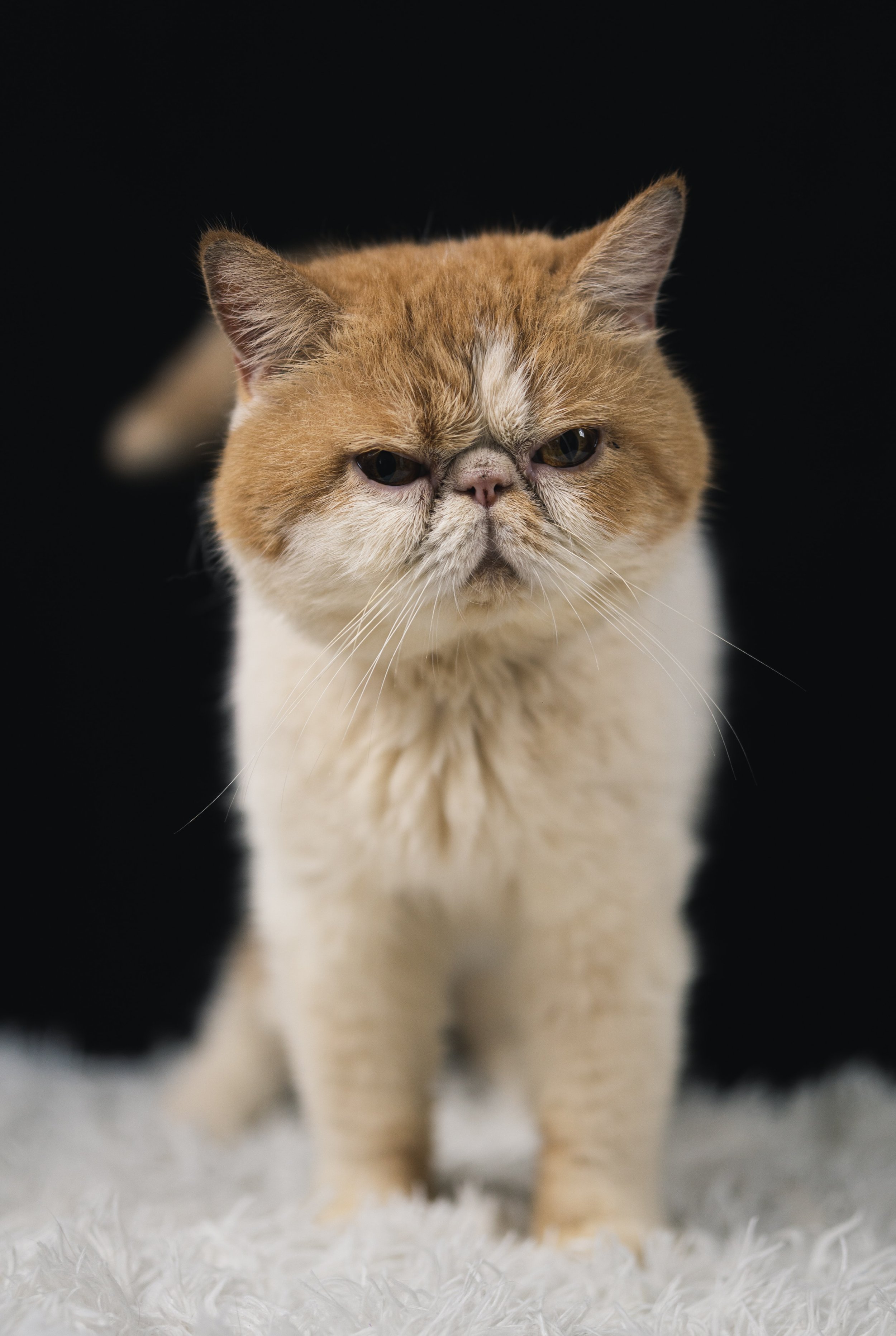 Persian cats: Is it too late for the breed? — The Little Carnivore