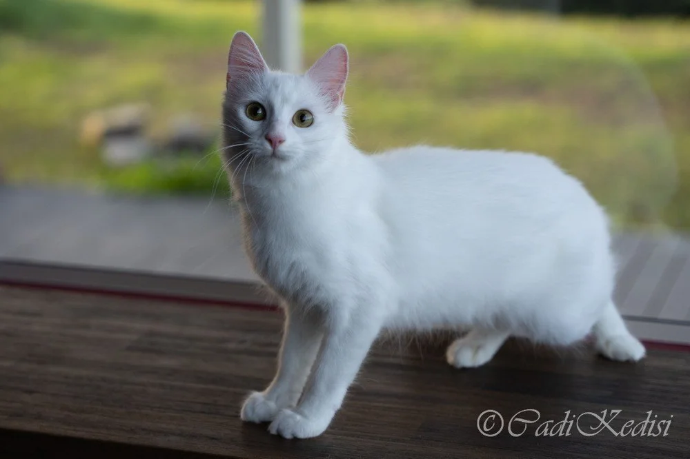 Turkish Angora vs Norwegian forest cats — The Little Carnivore