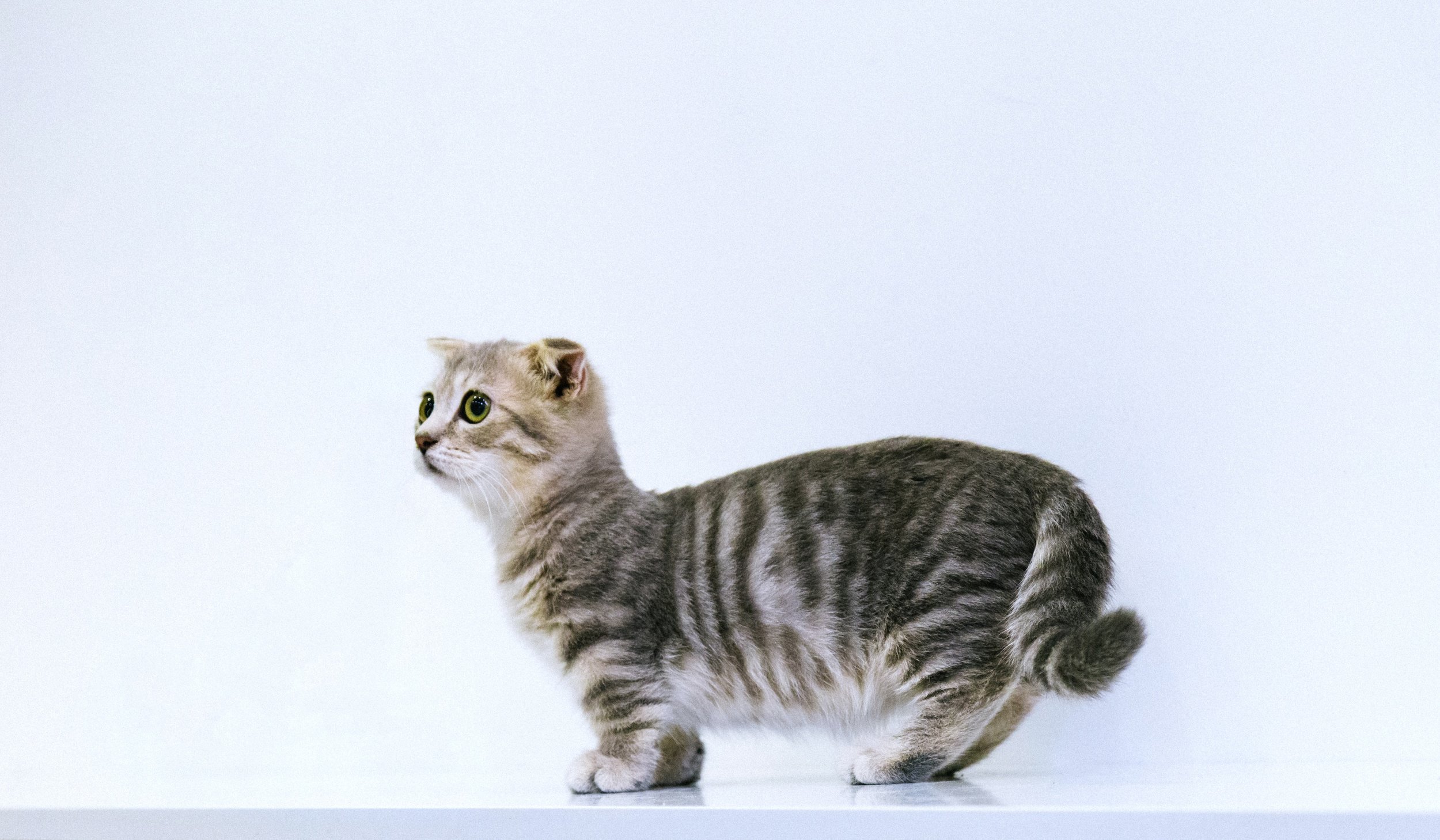 Munchkin cat: do they suffer? — The Little Carnivore