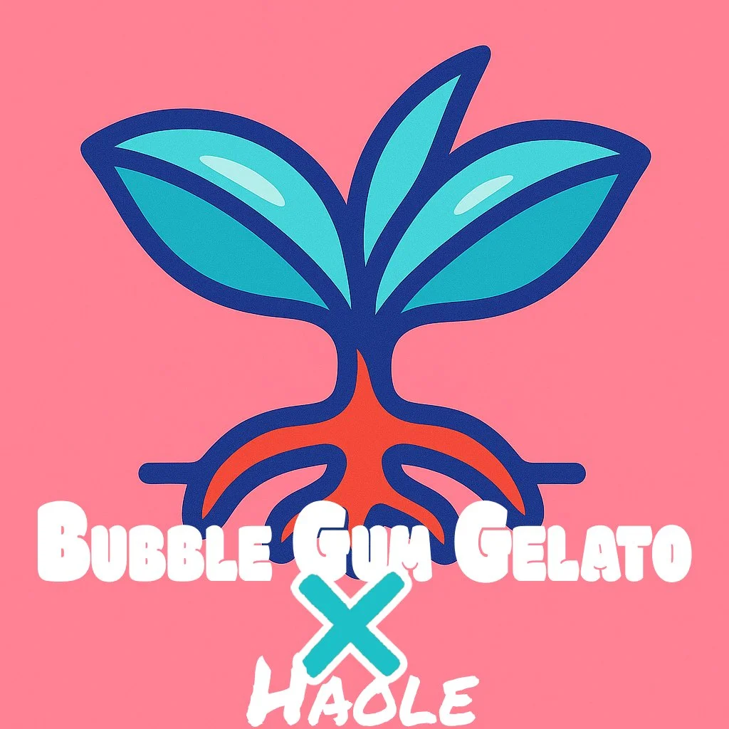 BUBBLEGUM GELATO x HAOLE.jpg