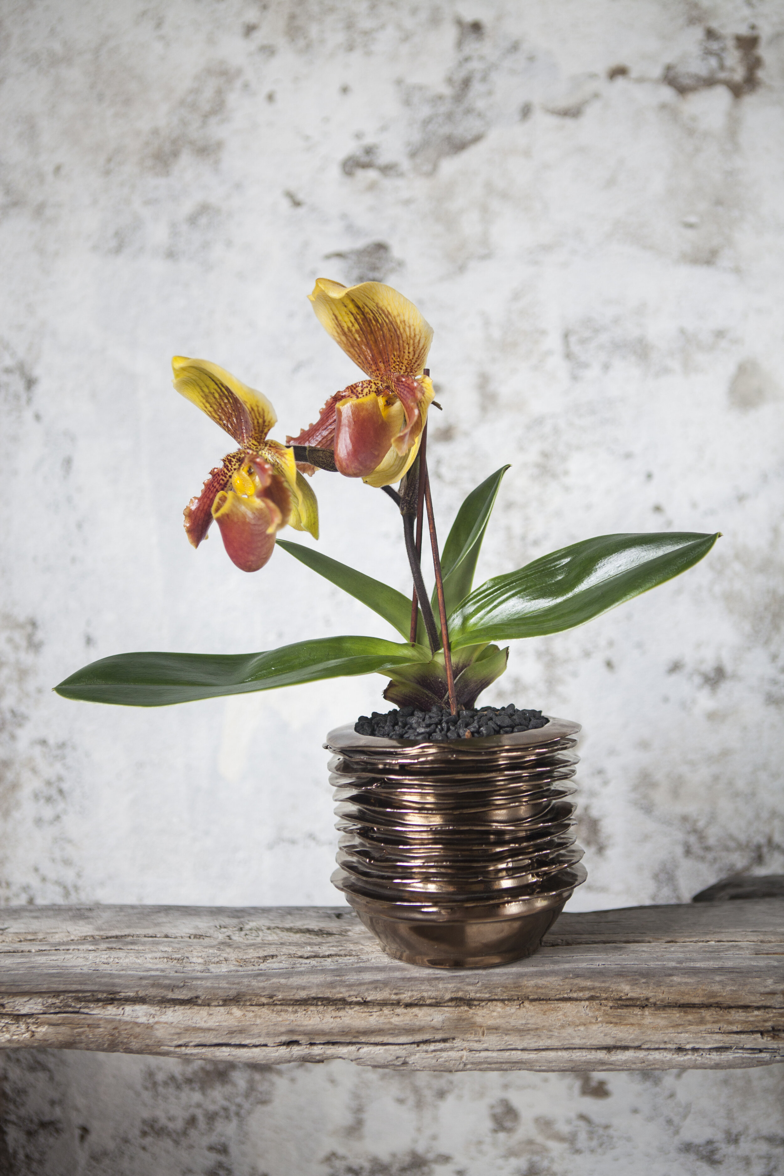 Orchid garden — Casey\'s Flower Studio