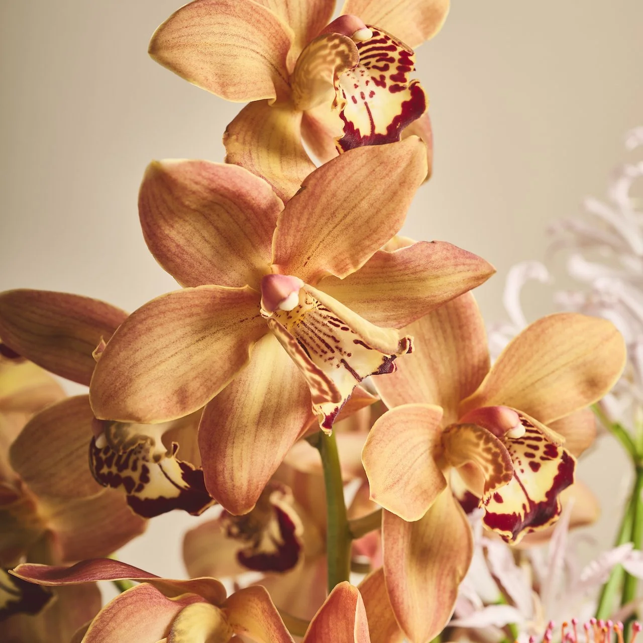 52-larte_nei_fiori_Winter2023©Adrian_Ehrbar_Photography.jpg