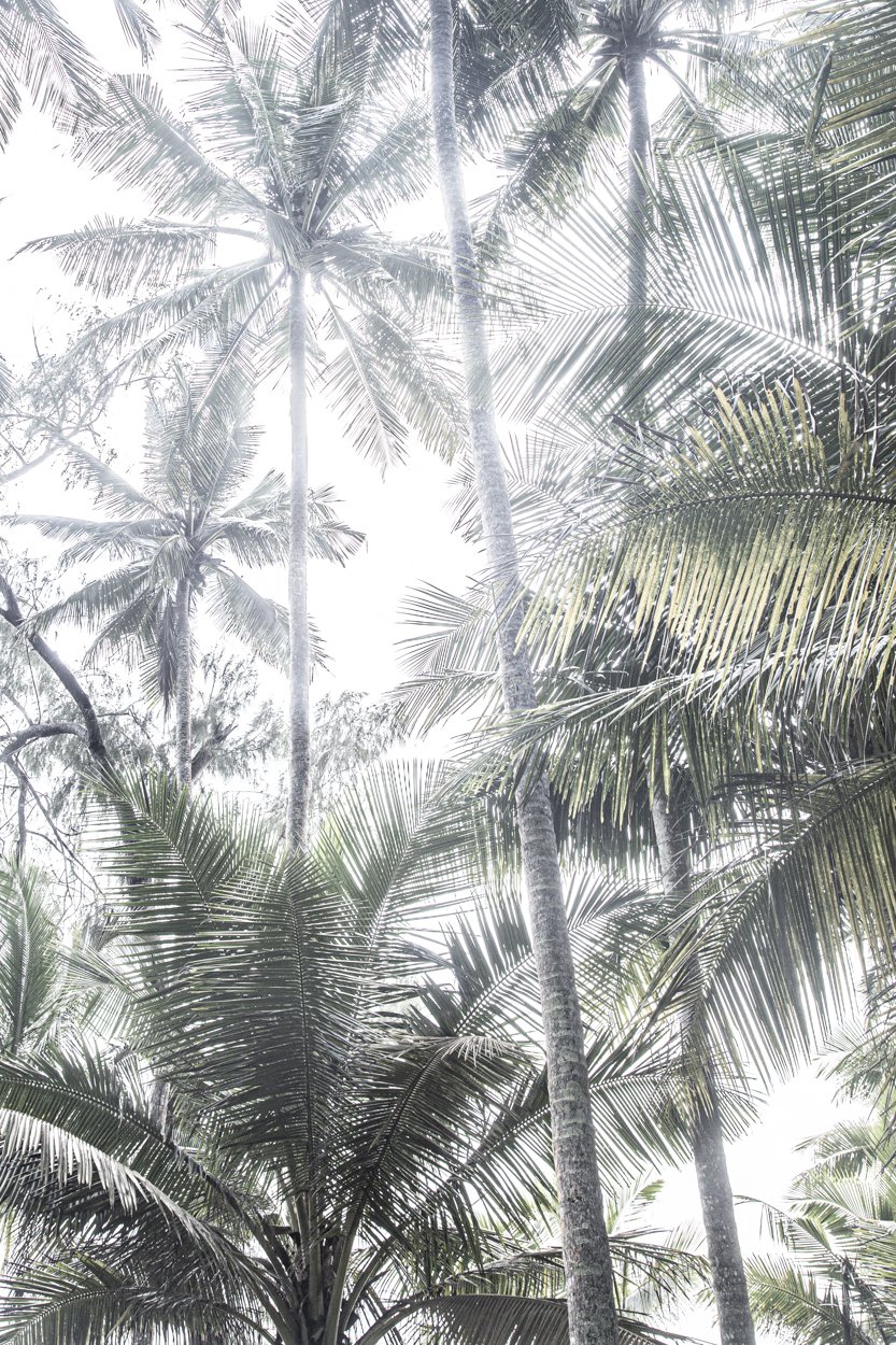 Diani Palm colour by photographer Louisa Seton