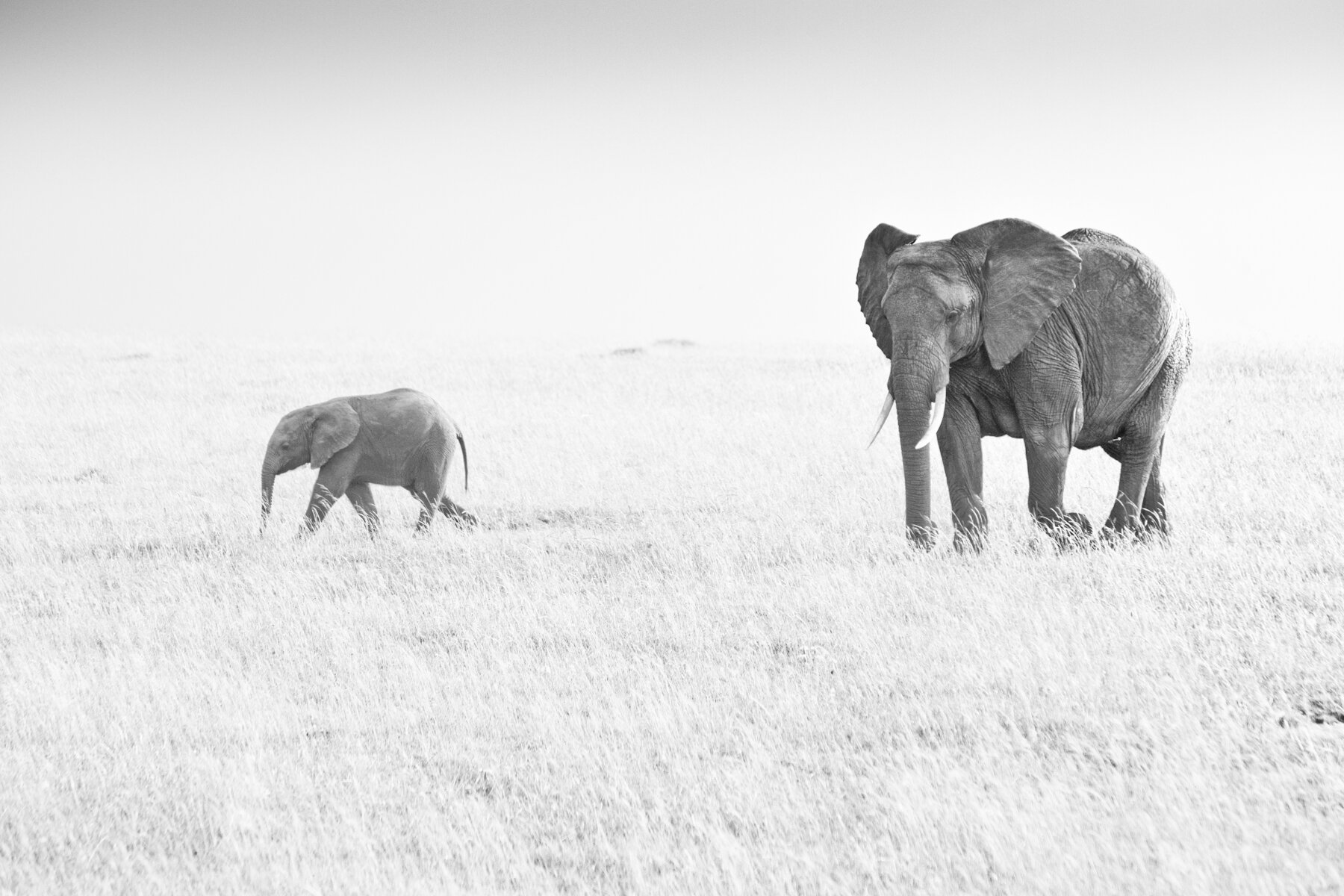Elephants -Mother-and-calf - photograph by Louisa Seton, African Wildlife photography.jpg