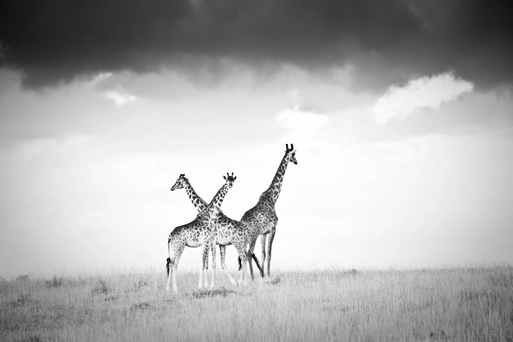 Storm Brewing photograph by Louisa Seton, African Wildlife photography